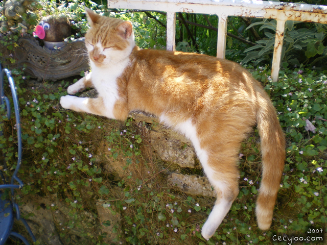 Survivor kitty boy at Oise's school of the cats/Minou rescapé à l'école du chat de l'Oise
