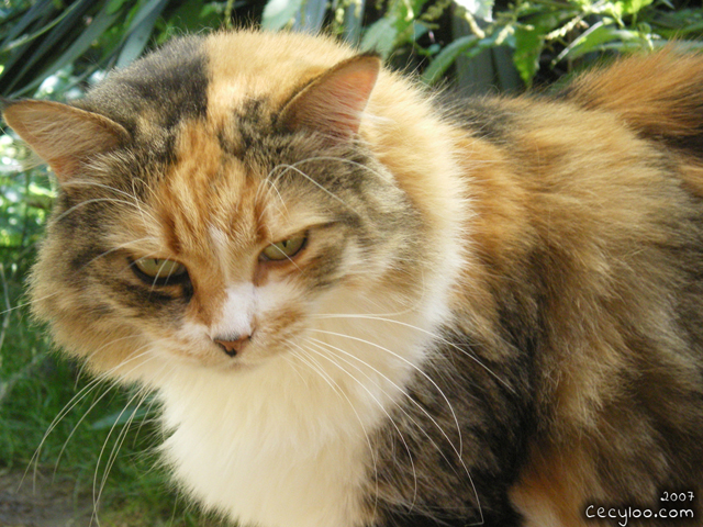 Survivor kitty girl at Oise's school of the cats/Minette rescapé à l'école du chat de l'Oise