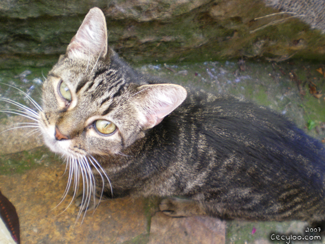 Survivor kitty girl at Oise's school of the cats/Minette rescapé à l'école du chat de l'Oise
