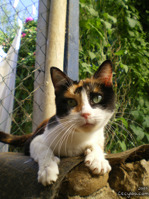 Survivor kitty girl at Oise's school of the cats/Minette rescapé à l'école du chat de l'Oise