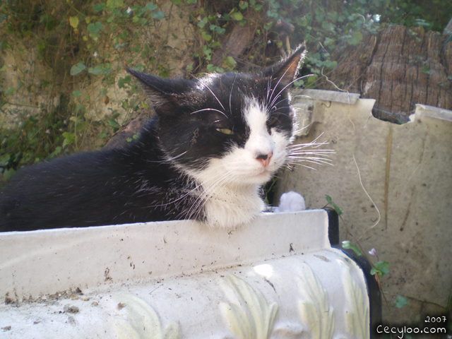 Survivor kitty boy at Oise's school of the cats/Minou rescapé à l'école du chat de l'Oise