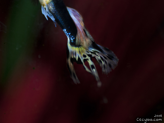 A part of a guppy