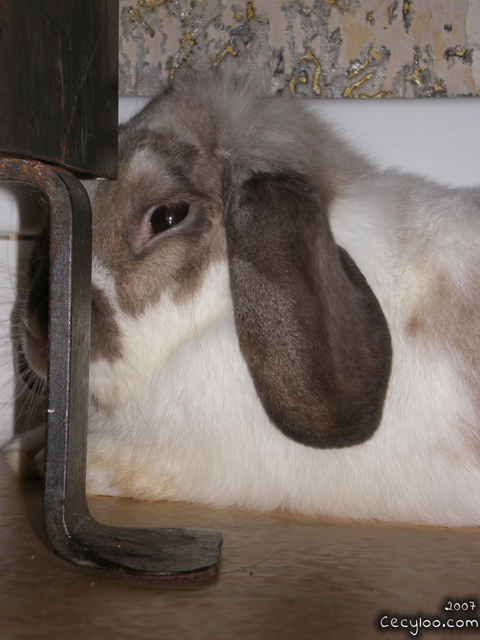 Fofi's bunny :3/Le pinpin a Fofi :3