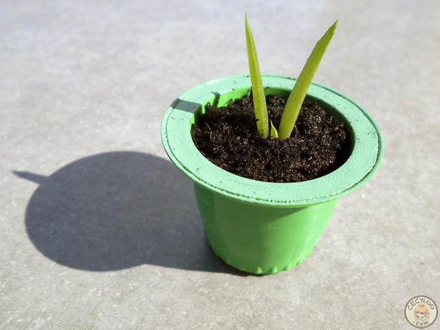 Miniatures : Plants