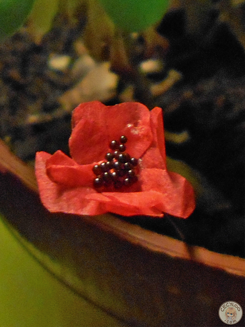 Miniatures : Poppy (Plants)